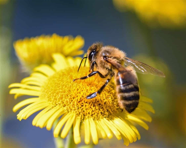 研究发现 日食期间蜜蜂们会突然集体停止发出嗡嗡声