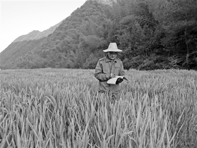 兼顾生态与效益科特派助高山水稻“走出”深山